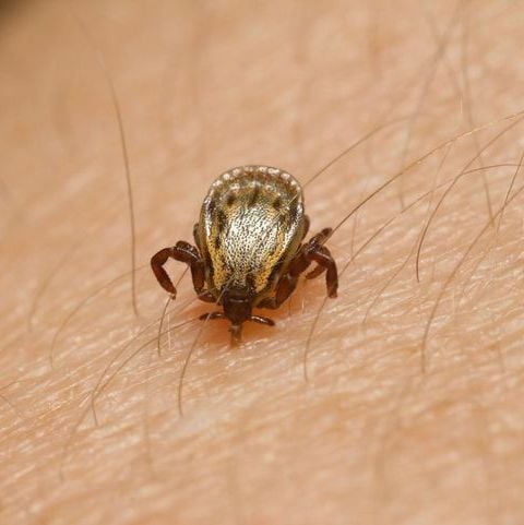 American Dog Tick
