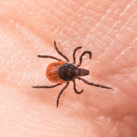 Blacklegged Tick or Deer Tick